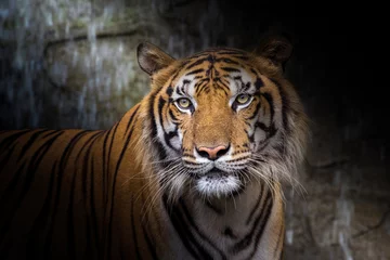 Stoff pro Meter The face of Indochina tiger. © MrPreecha
