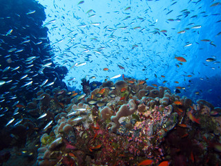 Obraz premium The amazing underwater world of the Red Sea.