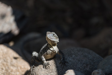 Eidechse sonnt sich auf einem Stein und blickt nach links