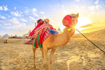 Happy woman lying over a camel on sand dunes of beach at Khor al Udaid in Persian Gulf, southern...