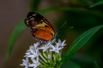 Fototapeta na wymiar Closeup beautiful butterfly sitting on flower. hewitsoni