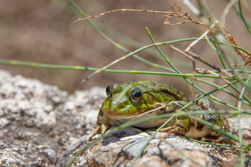 The edible frog (Pelophylax kl. esculentus), also known as the common water or green frog.