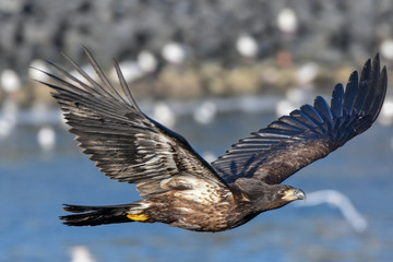 Bald Eagle in flight