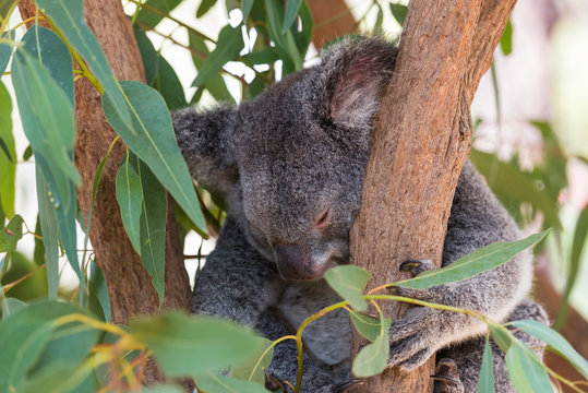Koala mit ganz leicht ge&ouml;ffnetem Auge ruht im Eucalyptusbaum