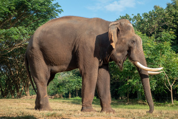 Asiatic or asian elephant in farm.