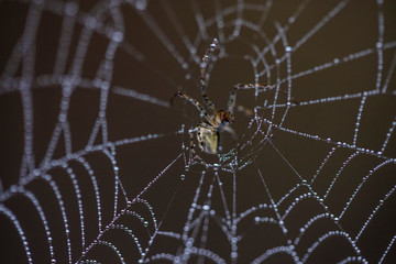 forest spider on the net 