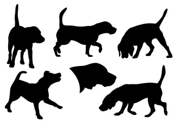 beagle dog running, standing and hunting - set of black and white vector canine silhouettes
