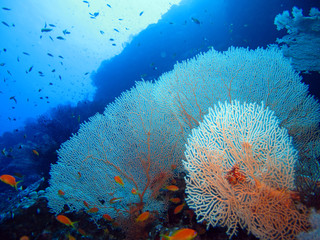The amazing underwater world of the Red Sea.