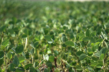 Soybean field at the beginning of summer. Drought and dehydrated plants. Vegetarian food soy. Stock background, photo
