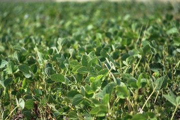 Soybean field at the beginning of summer. Drought and dehydrated plants. Vegetarian food soy. Stock background, photo