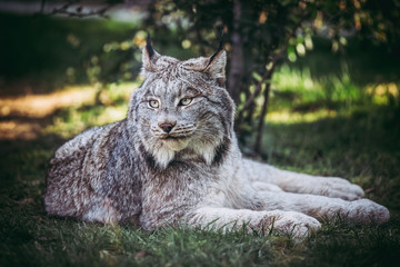 Naklejka na ściany i meble Lynx du Canada