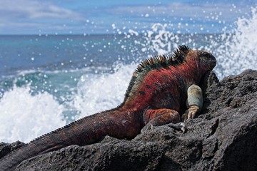 Marine Iguana