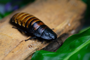 wild animals of the Madagascar cockroach