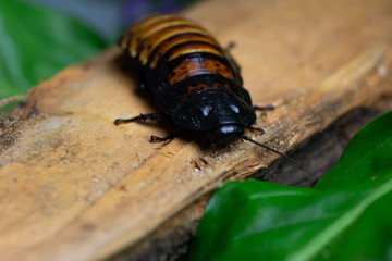 wild animals of the Madagascar cockroach