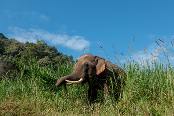 Asiatic or asian elephant in farm with blue sky background.