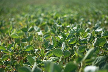 Soybean field at the beginning of summer. Drought and dehydrated plants. Vegetarian food soy. Stock background, photo