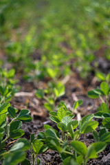 Soybean field at the beginning of summer. Drought and dehydrated plants. Vegetarian food soy. Stock background, photo