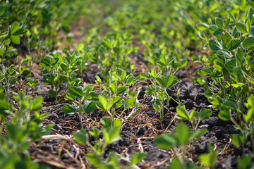Naklejka na ściany i meble Soybean field at the beginning of summer. Drought and dehydrated plants. Vegetarian food soy. Stock background, photo