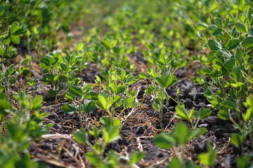 Soybean field at the beginning of summer. Drought and dehydrated plants. Vegetarian food soy. Stock background, photo