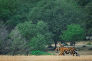 Curious Tiger Cubs also siblings in a beautiful nature green background after monsoon season at Ranthambore National Park, India