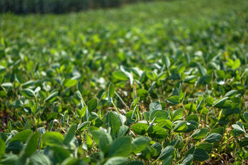 Soybean field at the beginning of summer. Drought and dehydrated plants. Vegetarian food soy. Stock background, photo