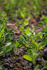 Soybean field at the beginning of summer. Drought and dehydrated plants. Vegetarian food soy. Stock background, photo