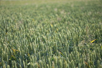 Farm garden sown wheat before maturation. farm field with a big harvest. Beautiful golden bread....
