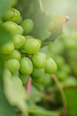 green grapes fruit on the vine