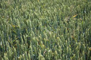Farm garden sown wheat before maturation. farm field with a big harvest. Beautiful golden bread....