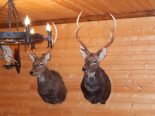 Stuffed deer on the wall