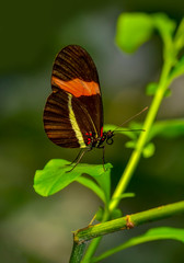 Fototapeta na wymiar Closeup beautiful butterfly sitting on flower. melpomene 
