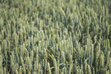 Farm garden sown wheat before maturation. farm field with a big harvest. Beautiful golden bread. Stock background, photo
