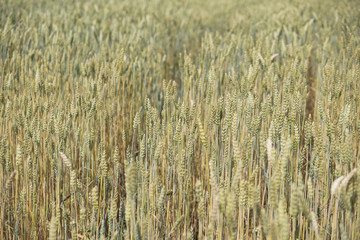 Farm garden sown wheat before maturation. farm field with a big harvest. Beautiful golden bread....