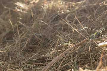 Hay in the sunshine.  Brown straw grass background texture.