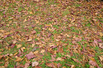 pile of dry leaf