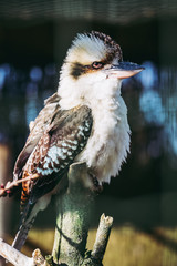 Martin-chasseur géant ou kookaburra