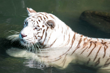 Fototapeta na wymiar White tiger or bleached tiger and also called as Bengal Tiger while swimming in a river