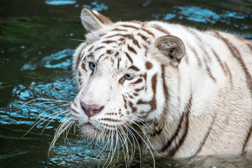 White tiger or bleached tiger and also called as Bengal Tiger while swimming in a river