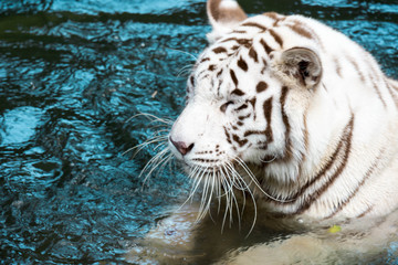 White tiger or bleached tiger and also called as Bengal Tiger while swimming in a river