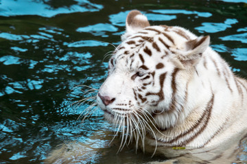 White tiger or bleached tiger and also called as Bengal Tiger while swimming in a river