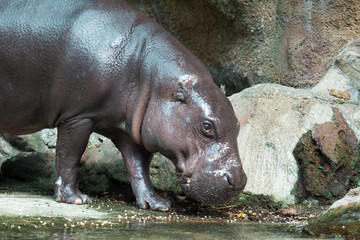 Hippopotamus or hippo while looking for food