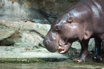 Hippopotamus or hippo while looking for food