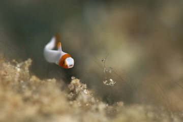 Juvenile  Spotted parrotfish (Cetoscarus ocellatus). Picture was taken in Ambon, Indonesia