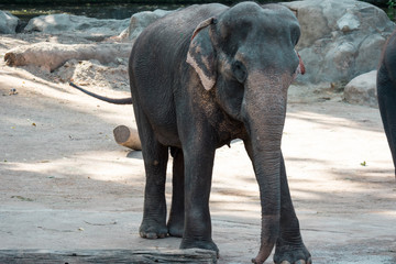Fototapeta premium Asian elephant or Asiatic elephant in a zoo in Singapore
