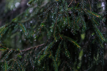 Pine branch close up with raindrops