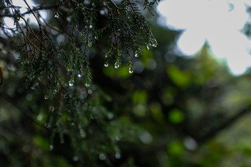 Pine branch close up with raindrops