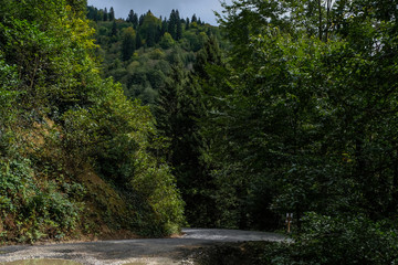 Road in a beautiful forest