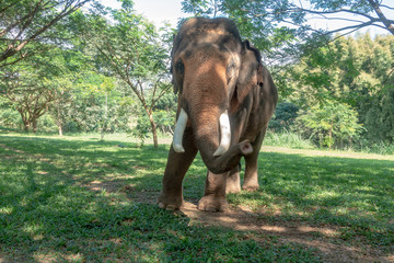 Fototapeta premium Asiatic or asian elephant in farm.