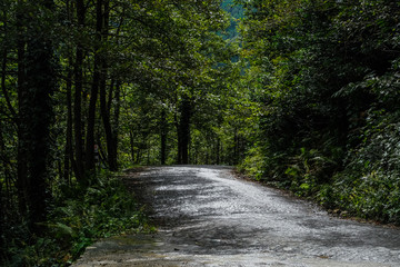 Road in a beautiful forest