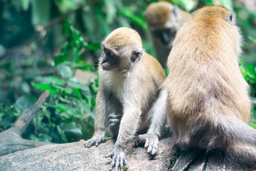 a group of macaque resting on a rock in a zoo